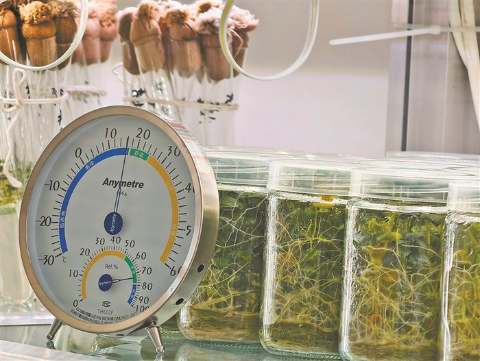     北薯种业克山分公司组培实验室脱毒马铃薯种苗。