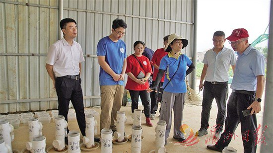 廖红（右三）在度尾洋坂村指导水稻简化施肥方案实施。