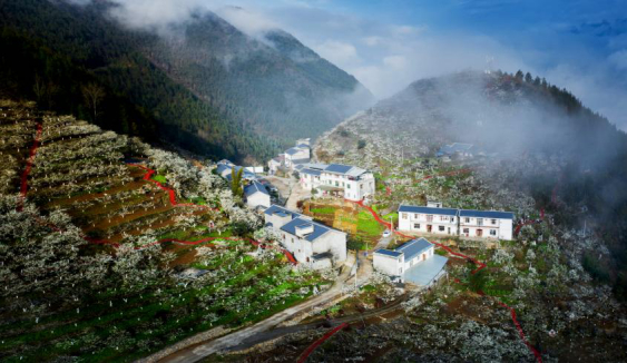 图：巫溪县种满李子树的梯田坡地（资料图）