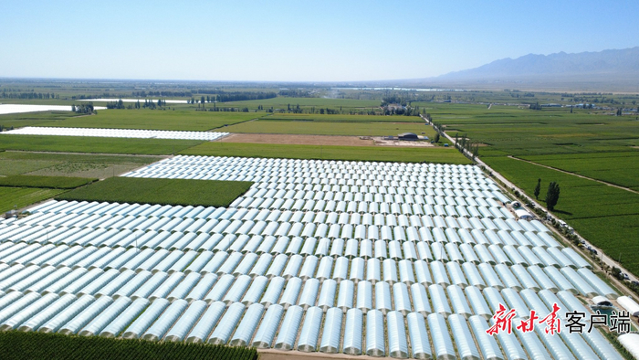 高台县万亩设施西瓜标准化示范基地。图由新甘肃·甘肃日报记者 冯宝强 摄