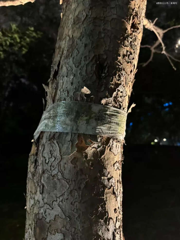 如果你看到树上神秘地缠着胶带，多半是有人在逮知了猴。（图/作者摄）