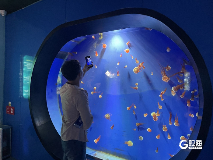 游客观赏水母。