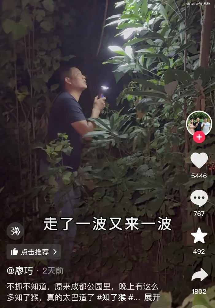 寻找已经爬上树的“猴儿”。（图/短视频截图）