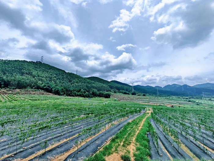 △ 位于大湾镇官田村的夜兰花种植基地。李叶子 摄