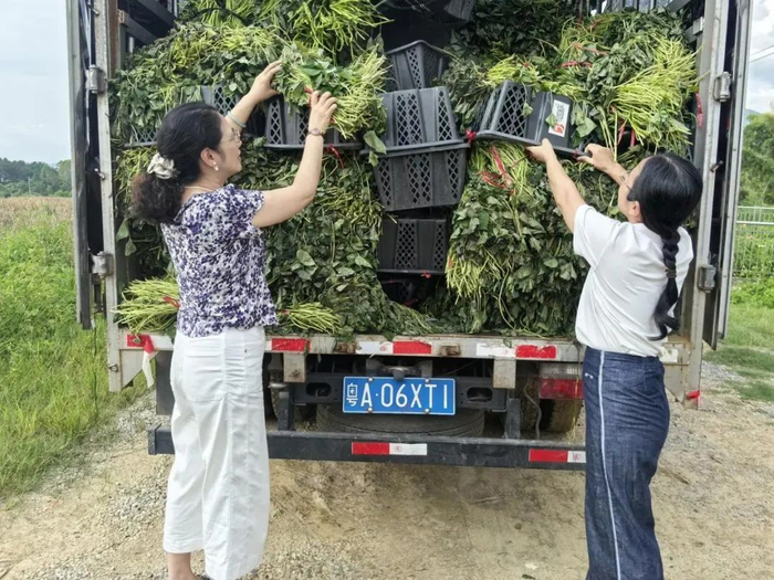 △ 广东生态工程职业学院向该镇赠送了12万株榴莲蜜薯苗，越秀农牧公司赠送了一批有机肥料。黄瑛居摄