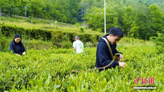 游客采摘春茶。王肖晶 摄