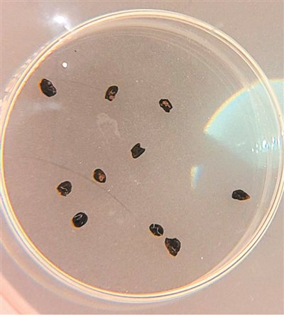 宝墩文化时期碳化水稻种子。刘裕国摄