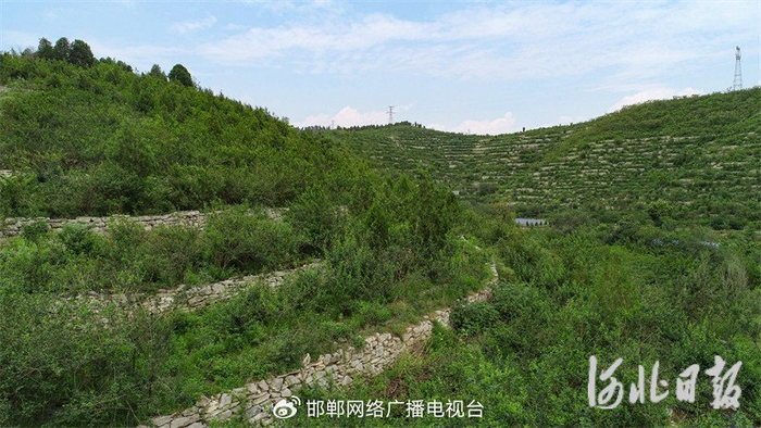 7月21日，在涉县井店镇三街村连翘种植基地，连翘即将迎来采收期。杨彦忠摄
