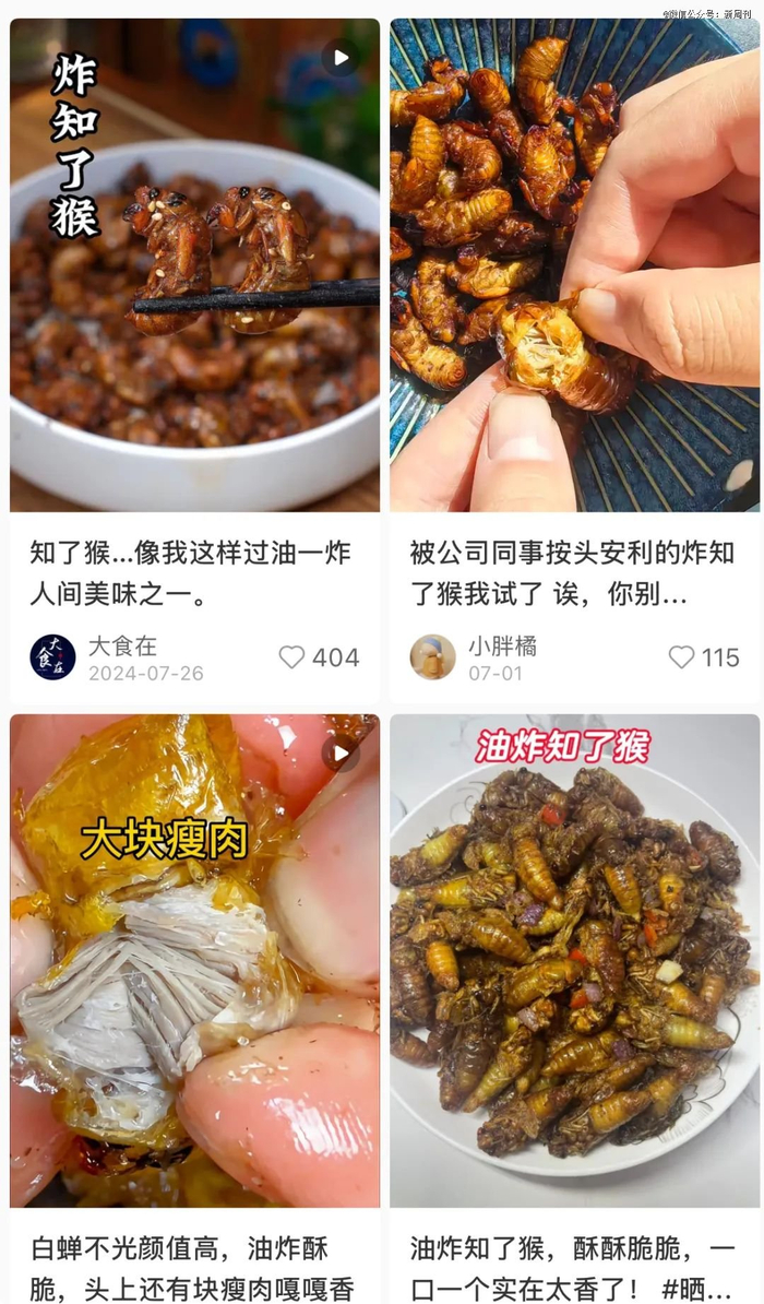 知了猴有多香？（图/小红书）