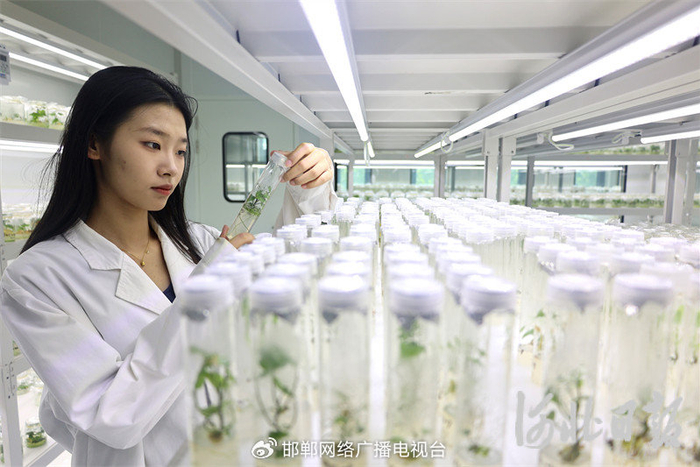 7月21日，在邯郸市禾下土种业有限公司甘薯组培中心，技术人员查看试管苗生长情况。崔志科摄