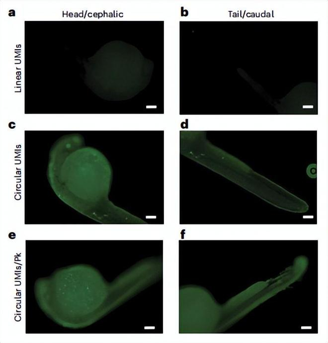 （来源：Nature Biotechnology）