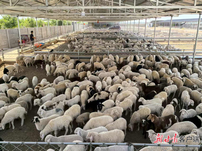 高台县50万只优质肉羊育肥基地。
