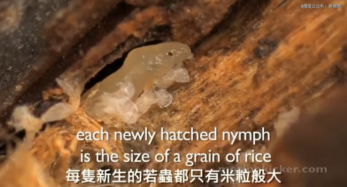 蝉的若虫（即幼虫）。（图/视频截图）