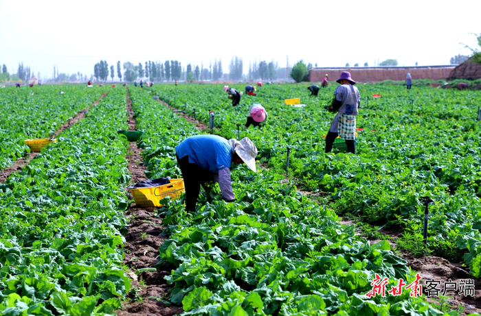 巷道镇太安村供港蔬菜基地。图片由新甘肃·甘肃日报记者 冯宝强 摄