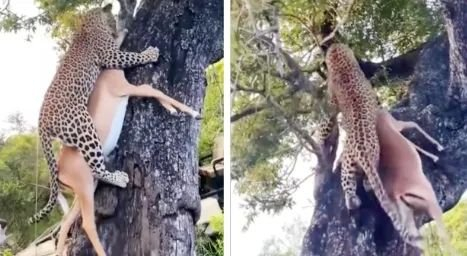 △ 这个是豹子拖猎物上树，而不是猎豹