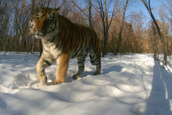远红外监测相机捕捉到的“完达山一号”（图片由东宁管护中心提供）