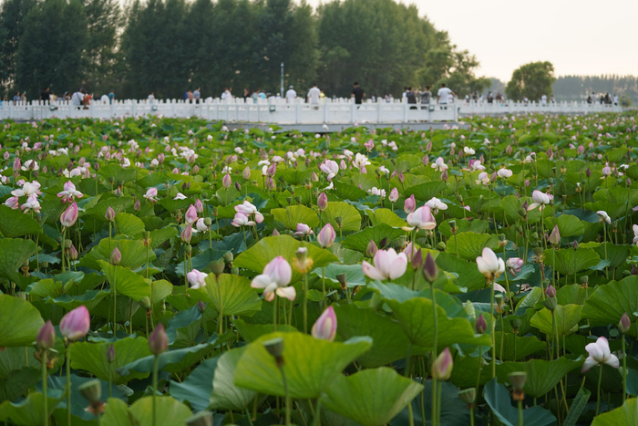 映日荷花别样红