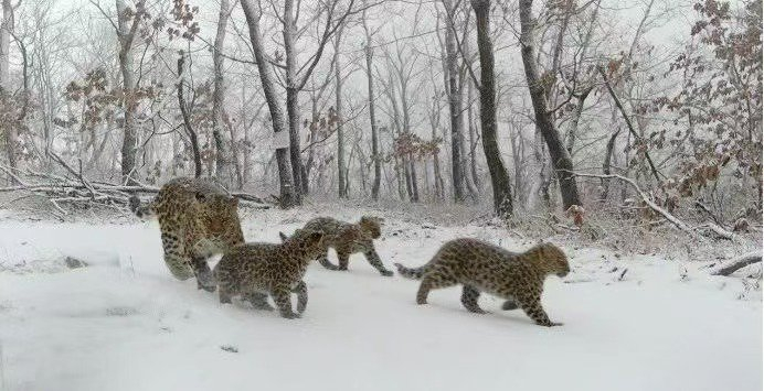 远红外监测相机捕捉到的“四豹同框”（图片由东宁管护中心提供）