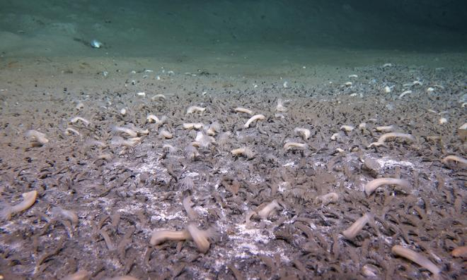　　阿留申海沟化能生命群落。（中国科学院深海科学与工程研究所供图）