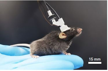 头戴微型化双光子显微镜的小鼠 （采访对象供图）