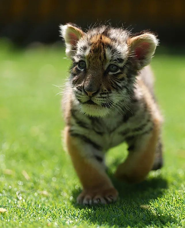 可爱的东北虎幼崽