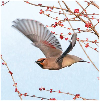 颐和园西堤，小太平鸟从金银木枝头飞过。胡 葳摄