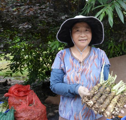 威信县山葵主茎丰收。通讯员 白芯 摄