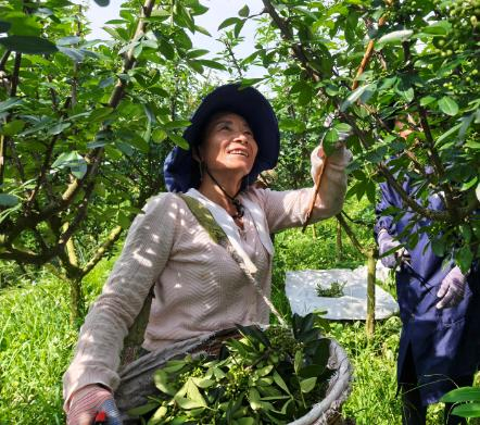古城镇村民在采摘花椒。通讯员 宋丽娅 摄
