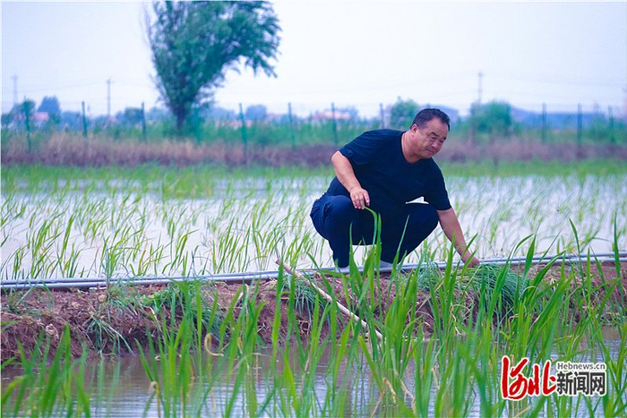 7月25日，袁振强来到茭白水田间，查看茭白的长势。 燕赵农村报记者 郭庆峰摄