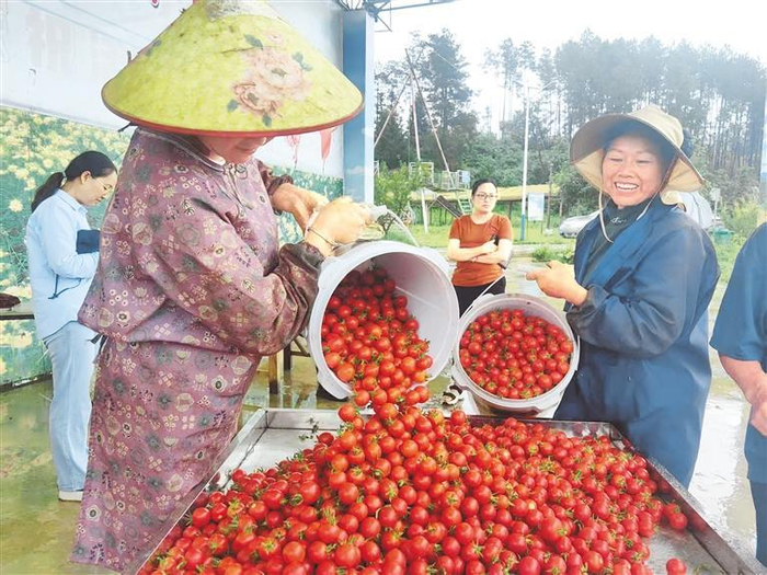 福泉市陆坪镇罗坳村七彩田园的30亩圣女果迎来采收旺季。  通讯员 李正芳 刘知顺 摄