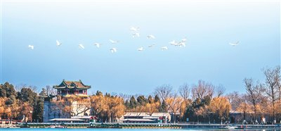 初春，迁徙的白天鹅飞翔在颐和园昆明湖上空。胡 葳摄