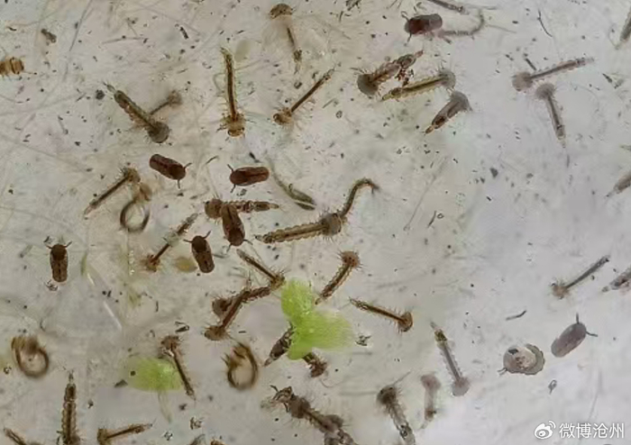 图为积水中的孑孓