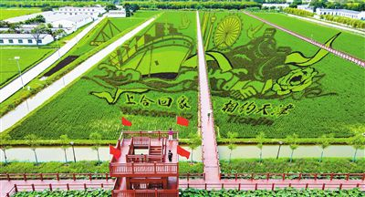 　　在天津市津南区小站镇会馆村，以“上合回家·相约天津”为主题、占地53亩的巨型稻田画亮相。（记者 潘立峰 摄）