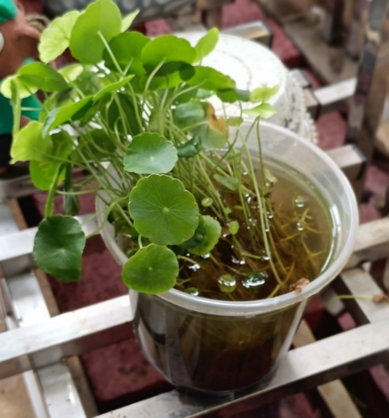 △养水培植物的一次性水杯