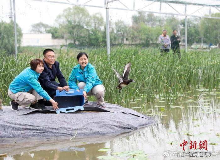 2024年4月28日，专家们将青头潜鸭送到位于河北衡水湖的青头潜鸭人工繁育与野化放飞研究基地。　陈康 摄