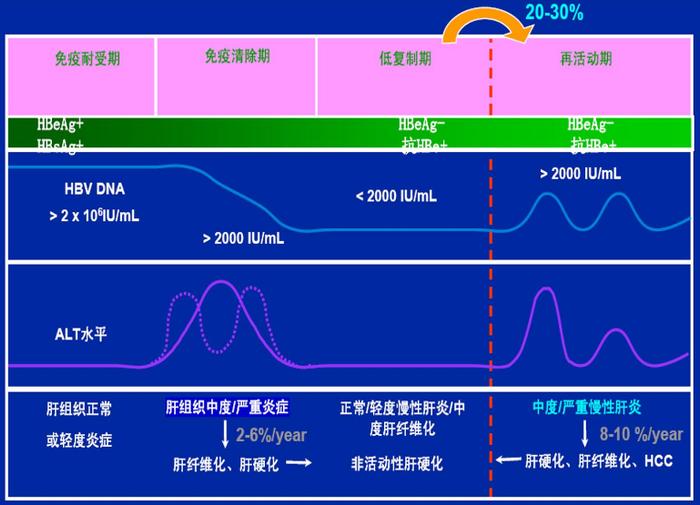 图:慢性乙肝的自然病程,来源:东北证券