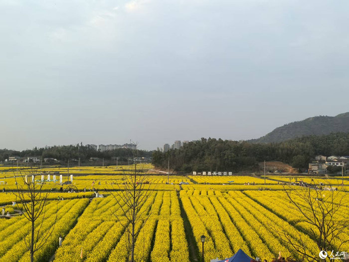 　　茶亭万亩油菜花海。人民网记者 匡滢摄