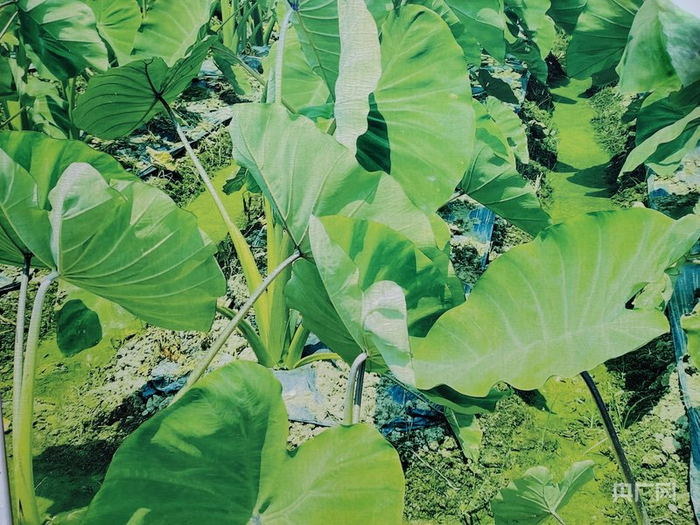 成长中的香芋（央广网记者  付美斌  翻拍）