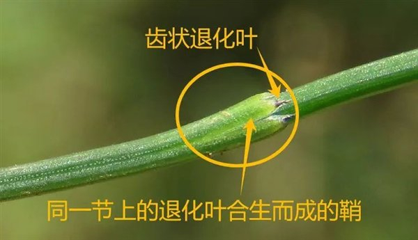 退化的叶片 | 臧德奎供图，有改动