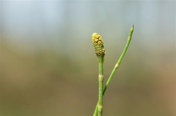 节节草的孢子囊穗 | 王金虎 摄