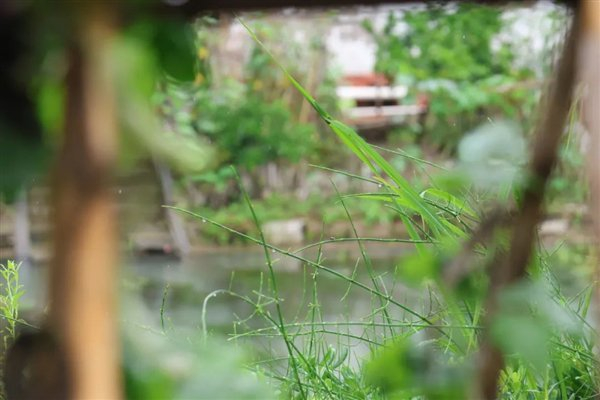 浦江镇水边顽强生长的节节草 | 孙乐琦 摄