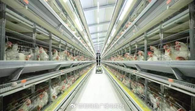图为馆陶县标准化蛋鸡养殖示范区。 卢文彬摄