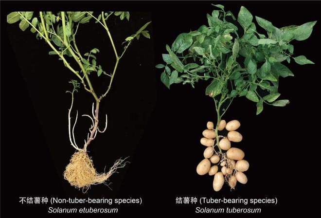  图1|类马铃薯组（左）与马铃薯组（右）植株的表型，图片来源：云南师范大学马铃薯科学研究院