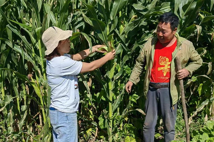 　　郭丽丽（左）查看种植户玉米长势。（资料图）