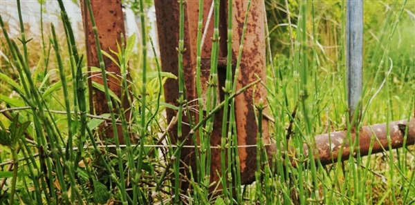 传说指示着黄金的“迷你竹子”| 来源：自己拍的