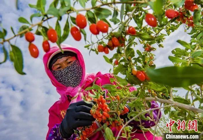  工人正在采摘头茬枸杞。张淑彦 摄