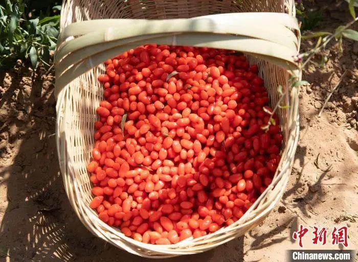  中宁县一枸杞种植基地采摘的枸杞。 眭锦华 摄