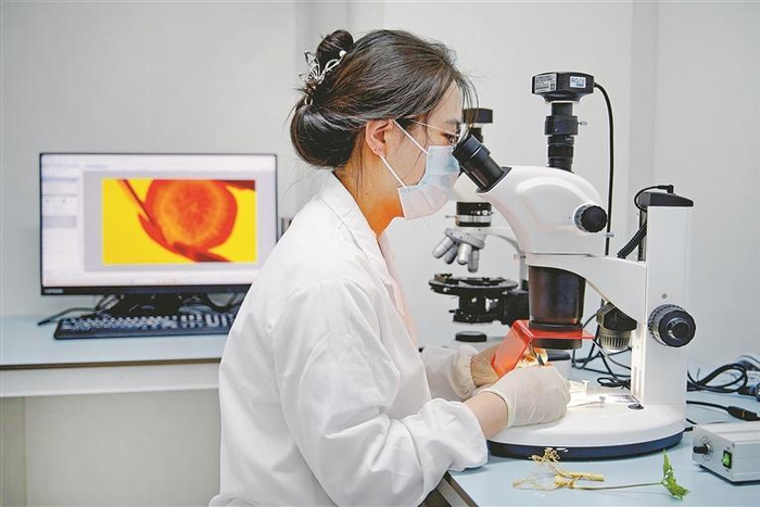 ▲朗欧菲艾腾（江苏）生物医药有限公司实验室内，技术人员正在查看培养皿。