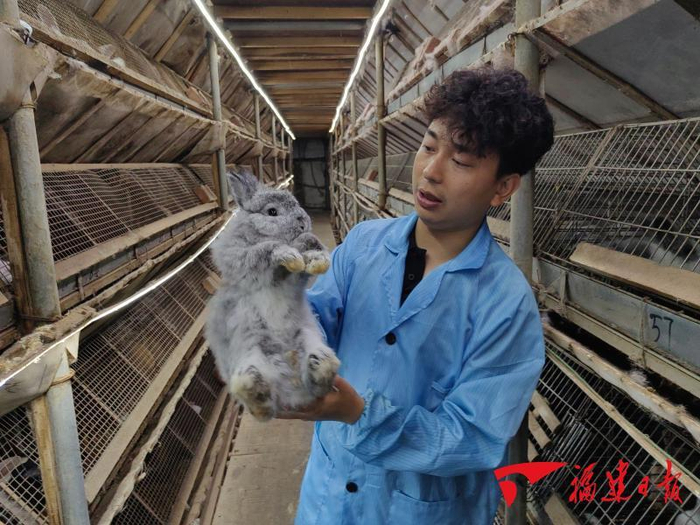 汪祥林在闽侯县一处宠物兔养殖基地查看种兔。 福建日报记者 赖昊拓 摄