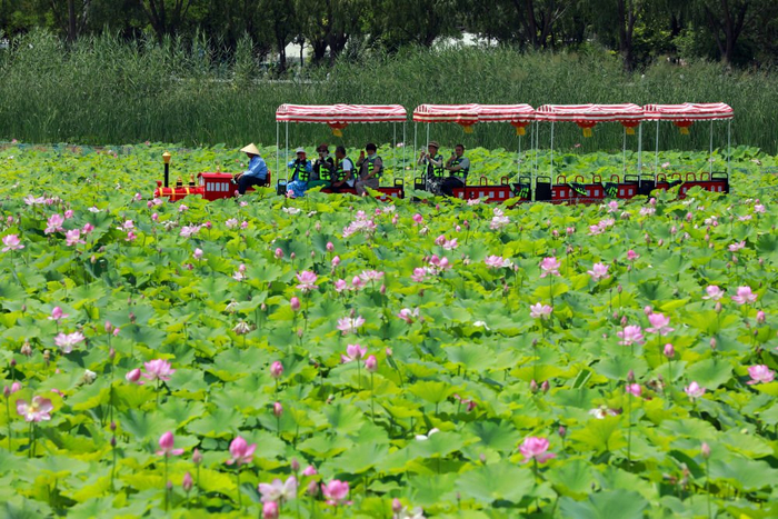 游客乘坐小火车在水川湿地公园游玩。新华社记者 郭刚 摄
